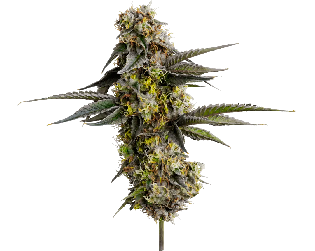 Cannabis plant