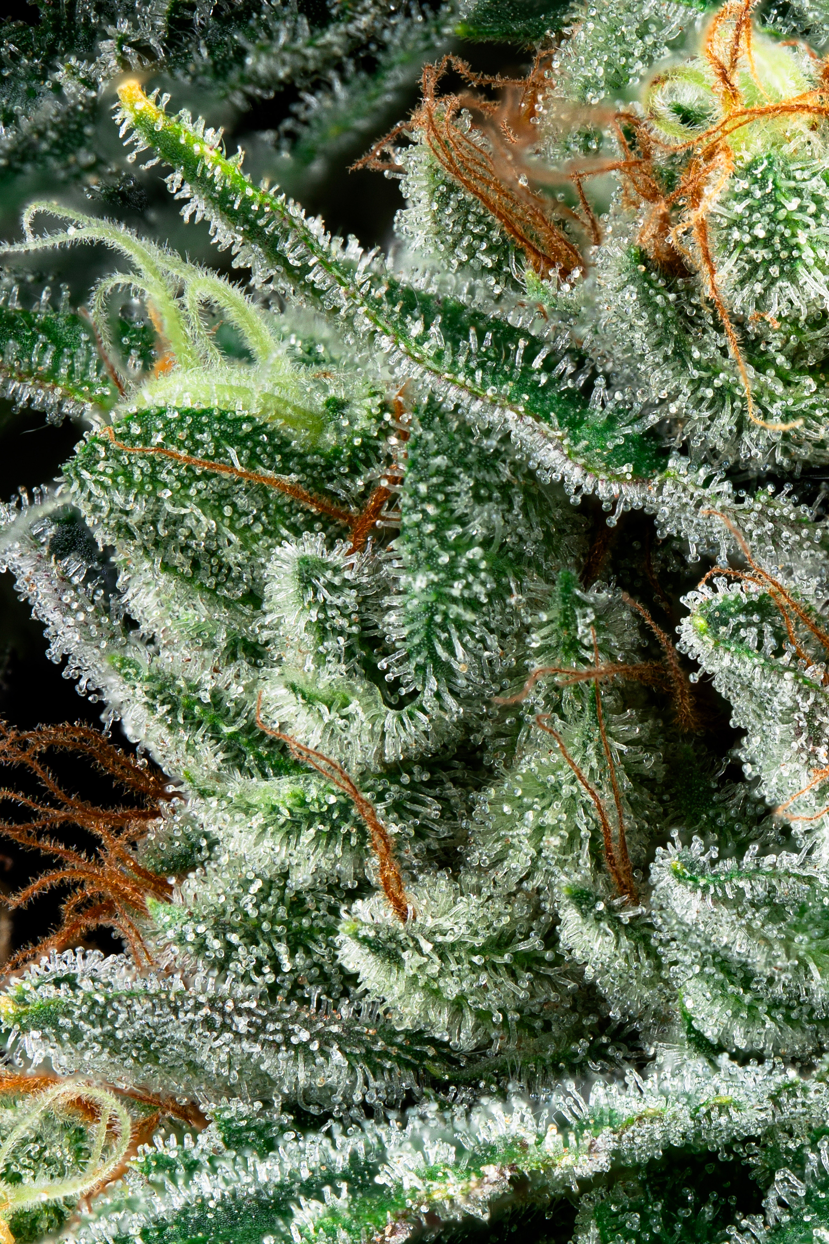 Cannabis plant macro